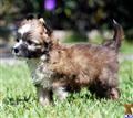 Chinese Crested